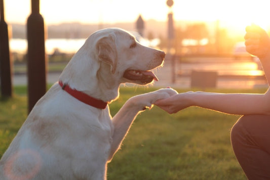 Why is a Dog a man's best Friend?