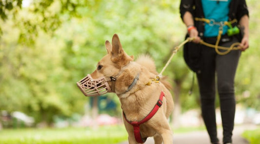 How to stop a dog from eating everything