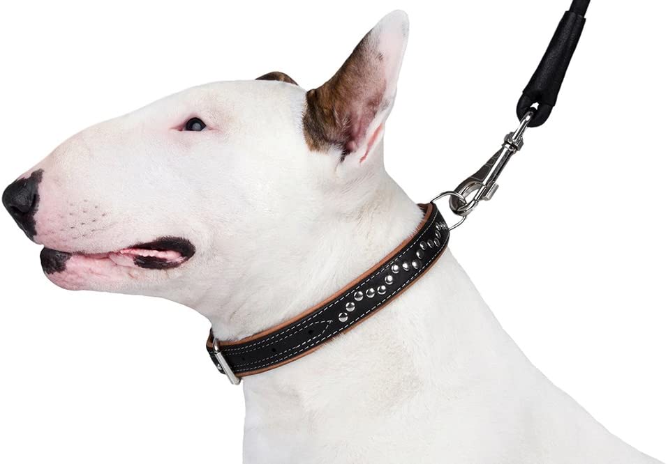 leather padded dog collar-padded leather dog collar-soft touch collars luxury real leather padded dog collar-padded leather dog collar with nameplate-logical leather padded dog collar