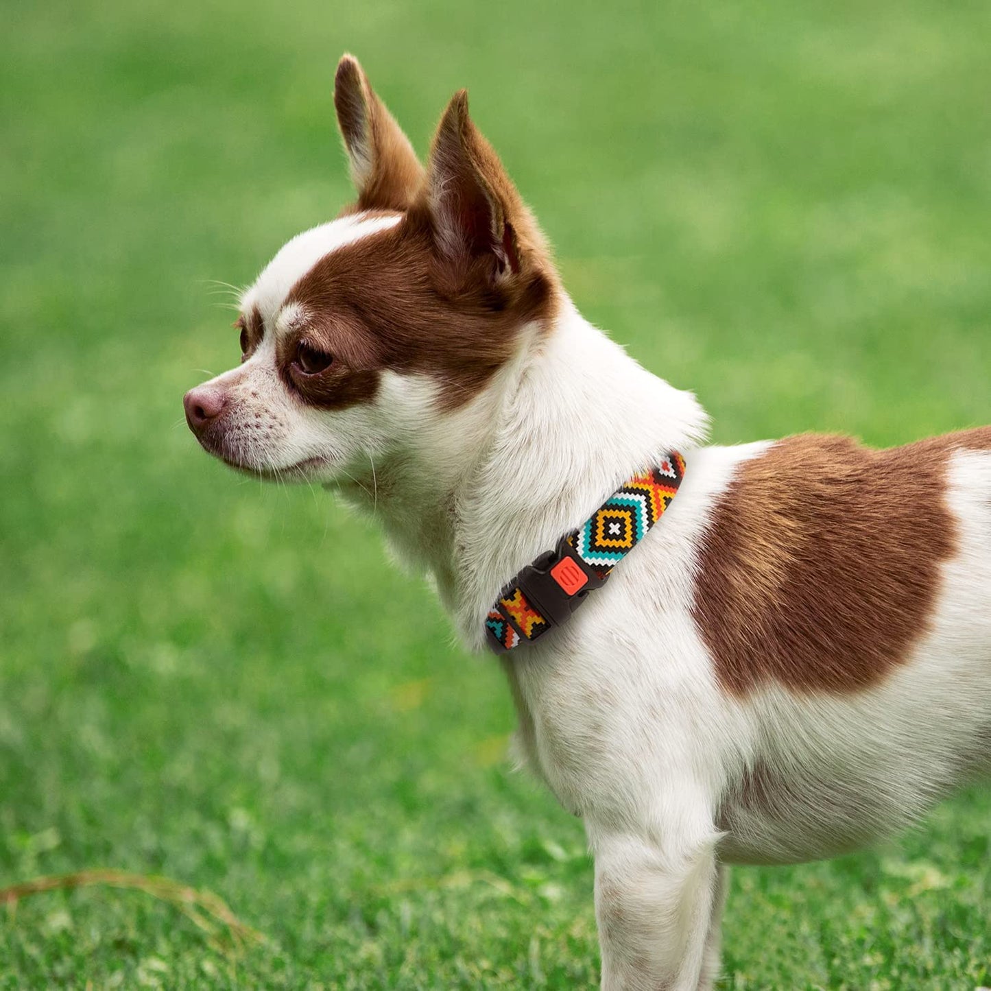 tribal dog collars-tribal dog collar-collar azteca-pattern dog collars-pattern for dog collars