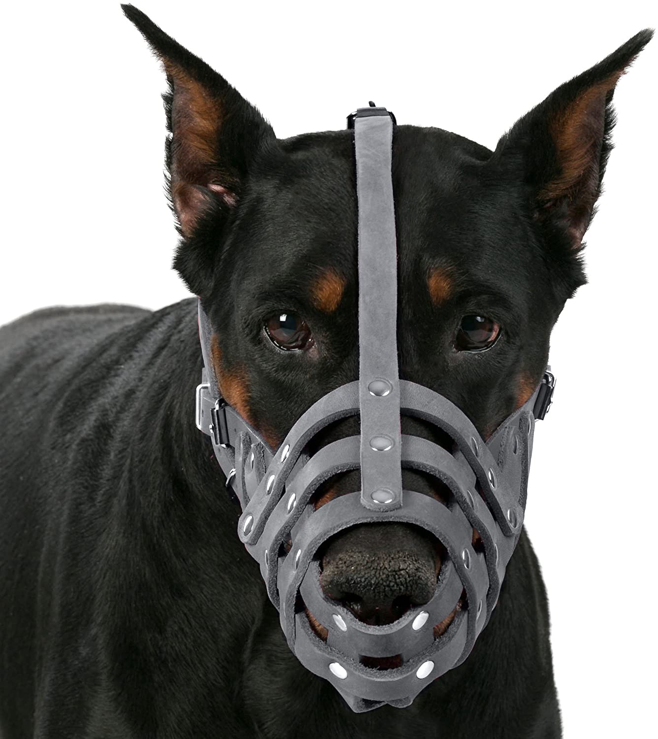 german shepherd dalmation Dog Muzzle-dalmatian doberman Dog Muzzle-doberman dalmatian Dog Muzzle-german shepherd and dalmatian Dog Muzzle