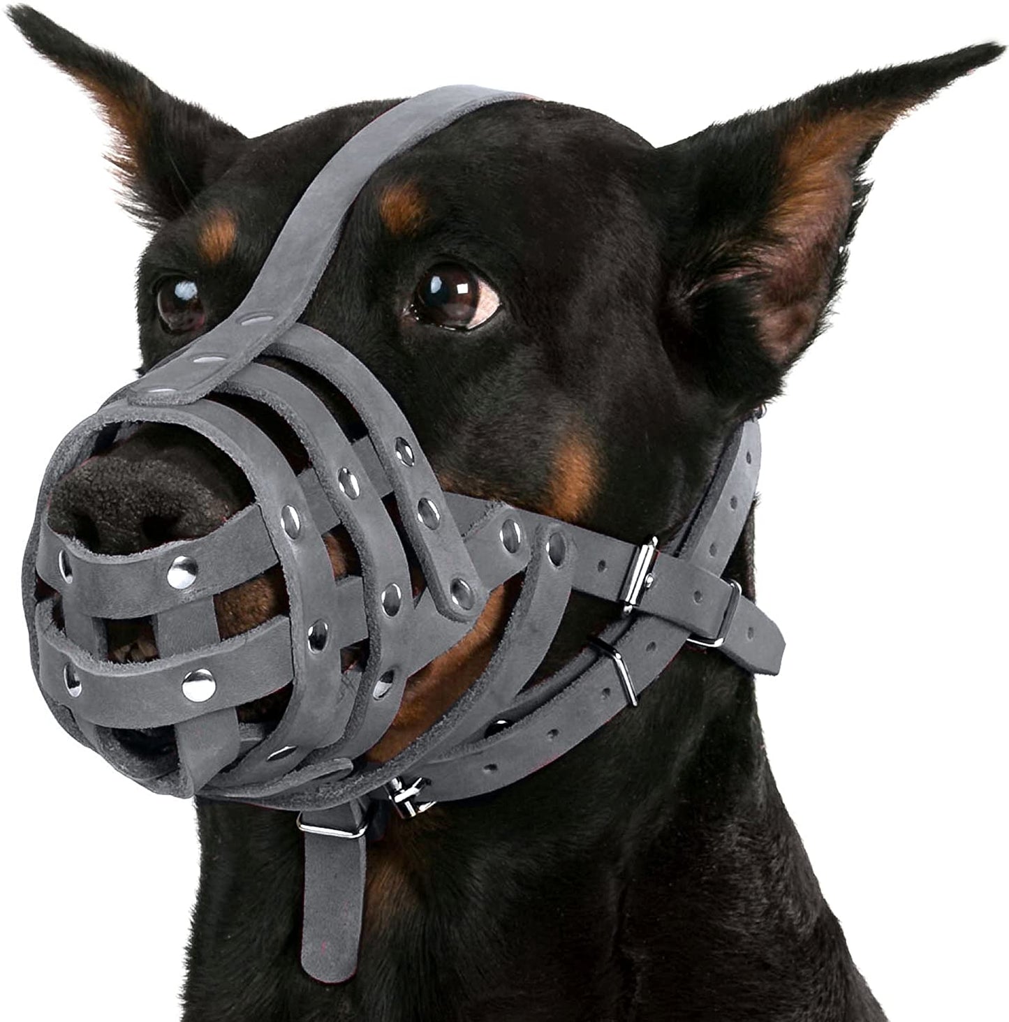 german shepherd dalmation Dog Muzzle-dalmatian doberman Dog Muzzle-doberman dalmatian Dog Muzzle-german shepherd and dalmatian Dog Muzzle