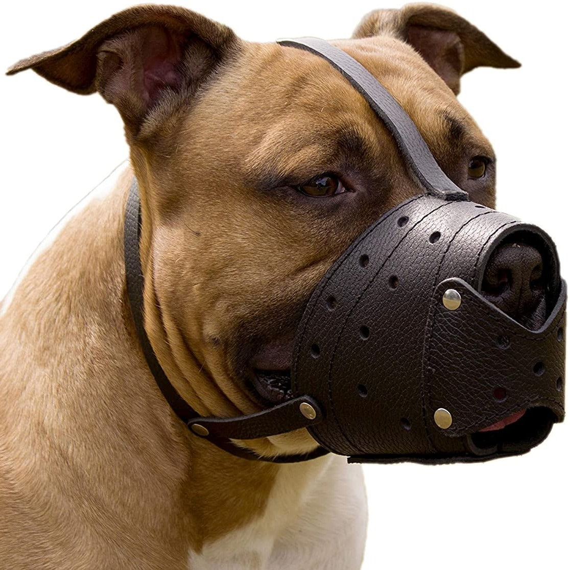 Muselière en cuir pour berger allemand, Staffordshire Terrier, Pitbull, races moyennes et grandes