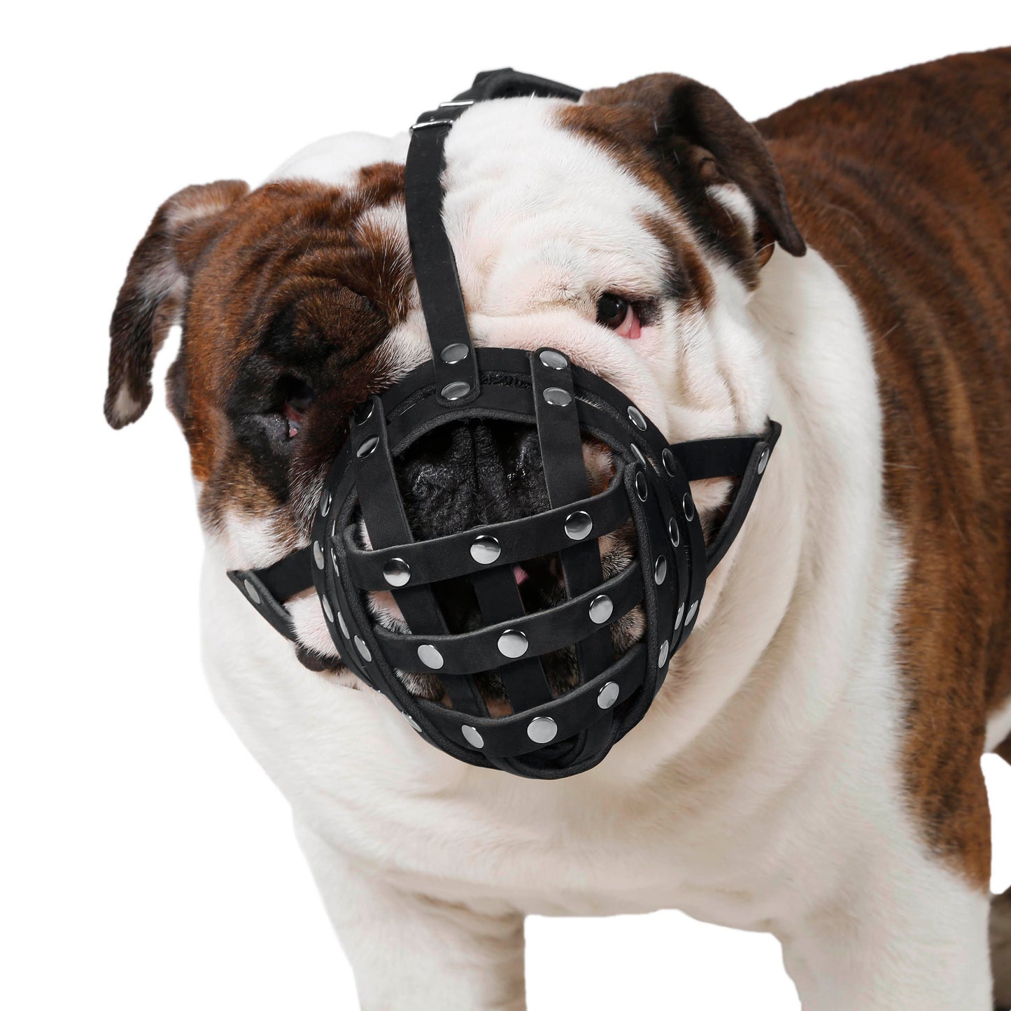 bulldog muzzle-english bulldog muzzle-muzzle for english bulldog-muzzle for english bulldogs-muzzle for american bully