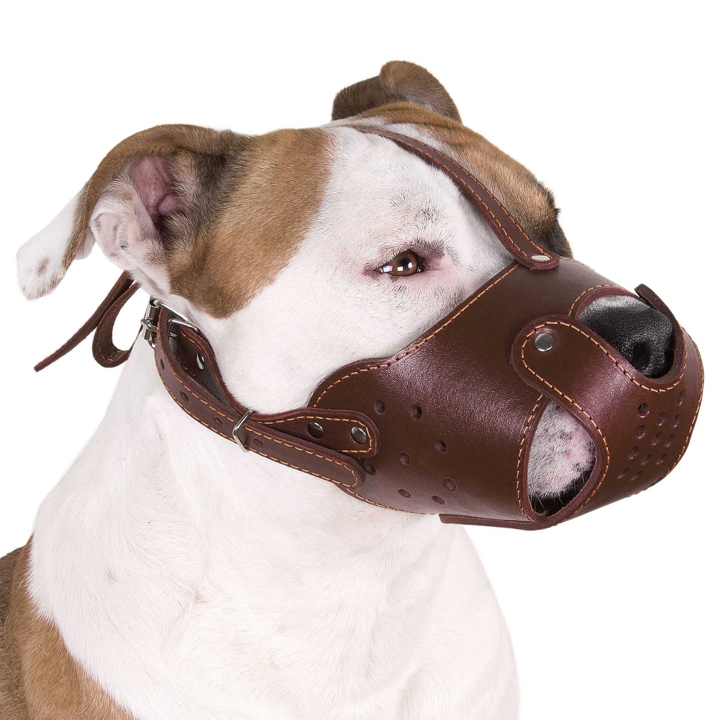 Muselière en cuir pour chien Pit Bull Staffordshire Terrier Panier sécurisé AmStaff