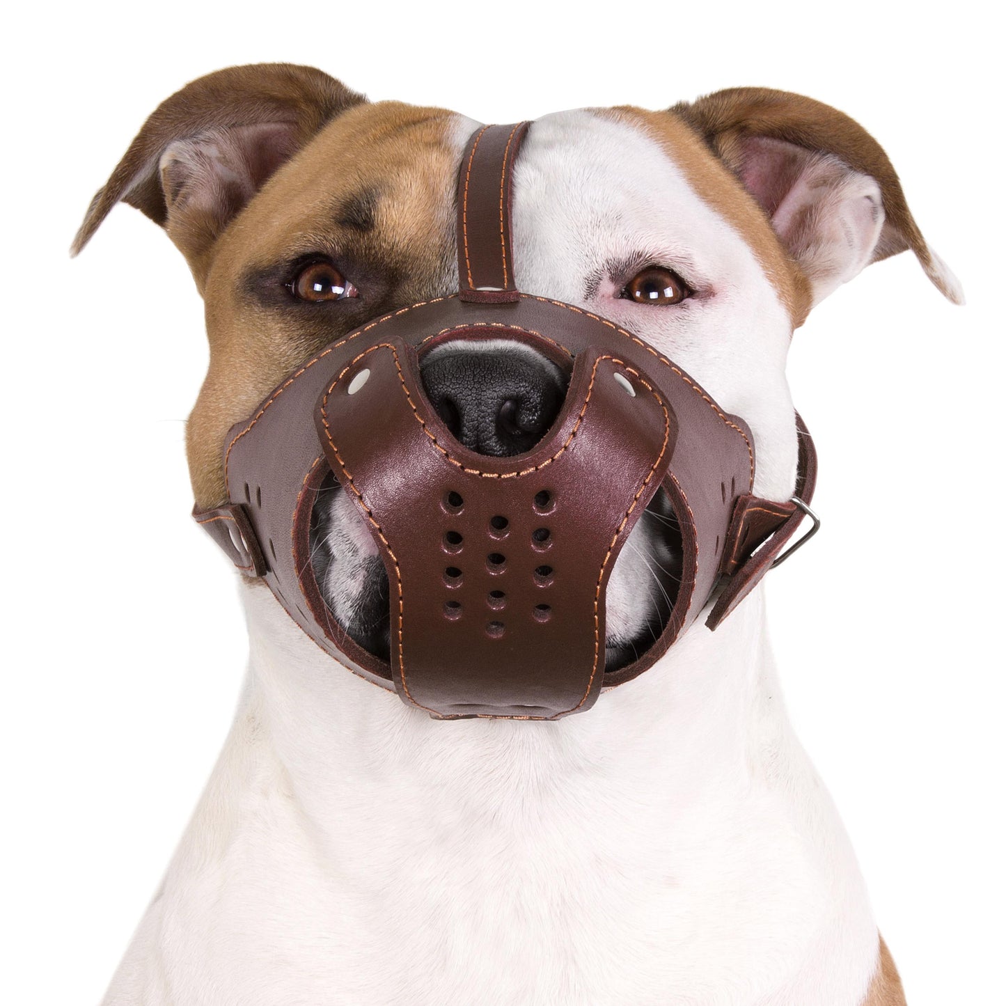 Muselière en cuir pour chien Pit Bull Staffordshire Terrier Panier sécurisé AmStaff