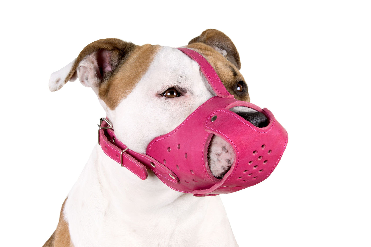Muselière en cuir pour chien Pit Bull Staffordshire Terrier Panier sécurisé AmStaff
