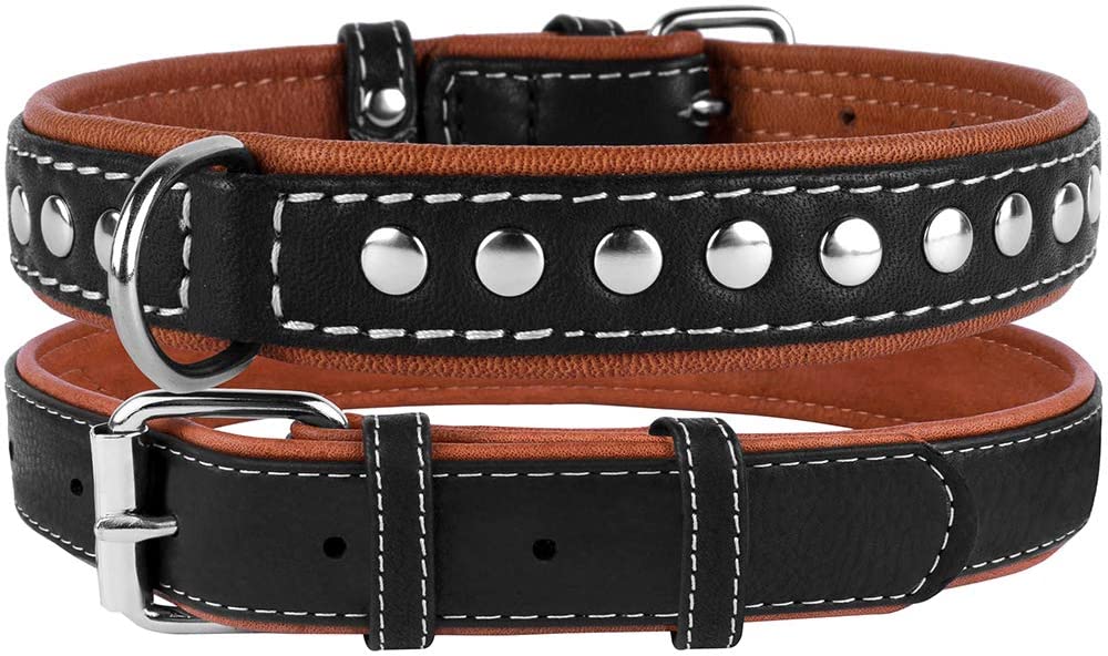 Padded leather dog 2024 collar with nameplate