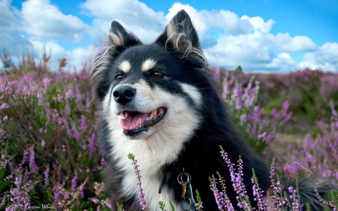 Top 10 rarest dog breeds
