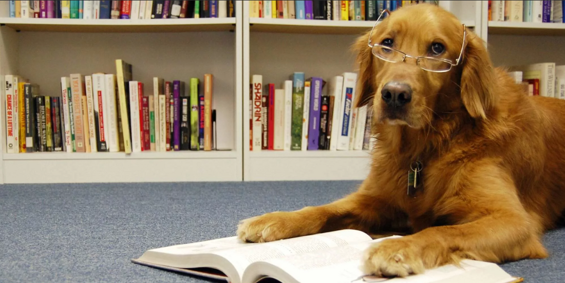 20 Smartest Dog Breeds, Ranked — Most Intelligent Dogs