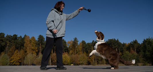 How to train a Dog to walk on a Leash