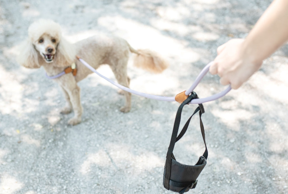 Safe Dog muzzle: A Must-Have Accessory for Every Dog