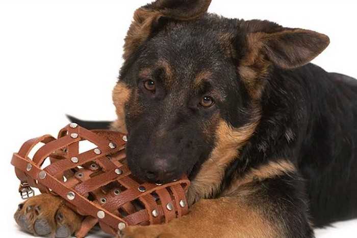 How to choose a Dog muzzle to prevent biting