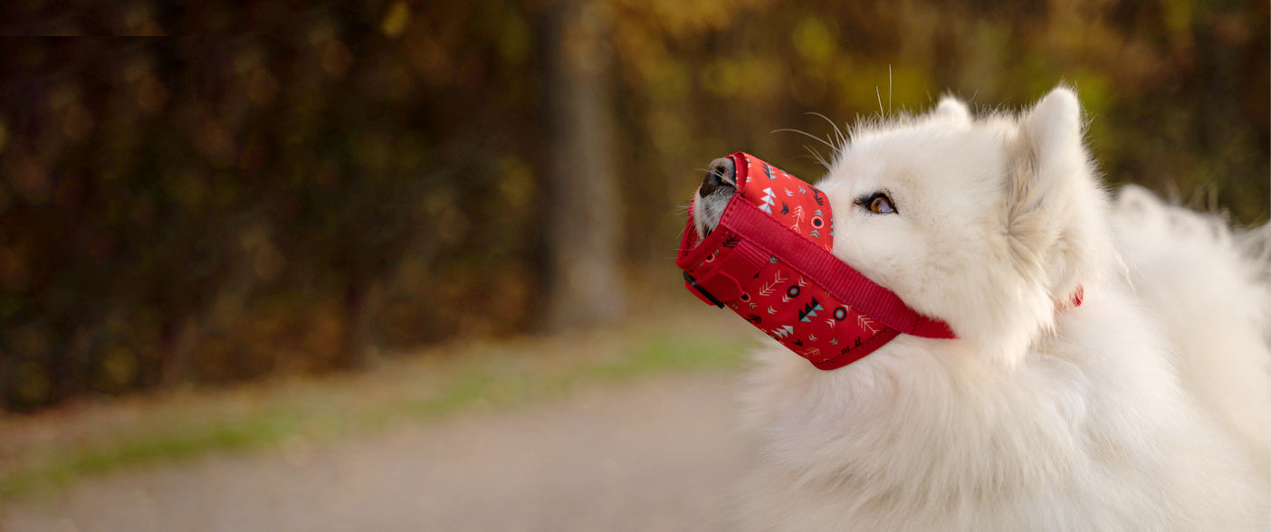dog muzzle-personalized dog collars-cat collar-kitten collar-custom dog collars