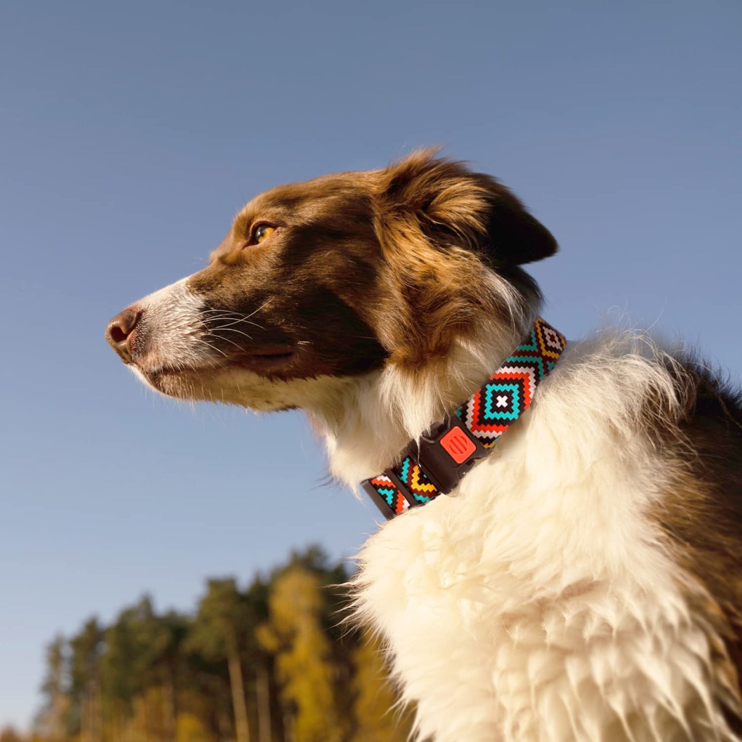 tribal dog collars-tribal dog collar-collar azteca-pattern dog collars-pattern for dog collars