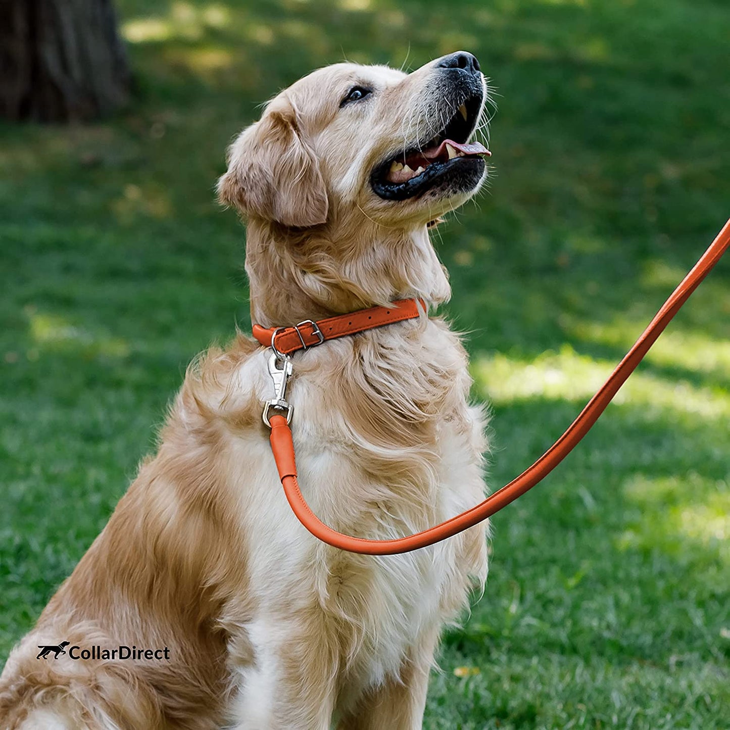 collardirect rolled leather dog collar-green rolled leather dog collar-collar direct dog collar