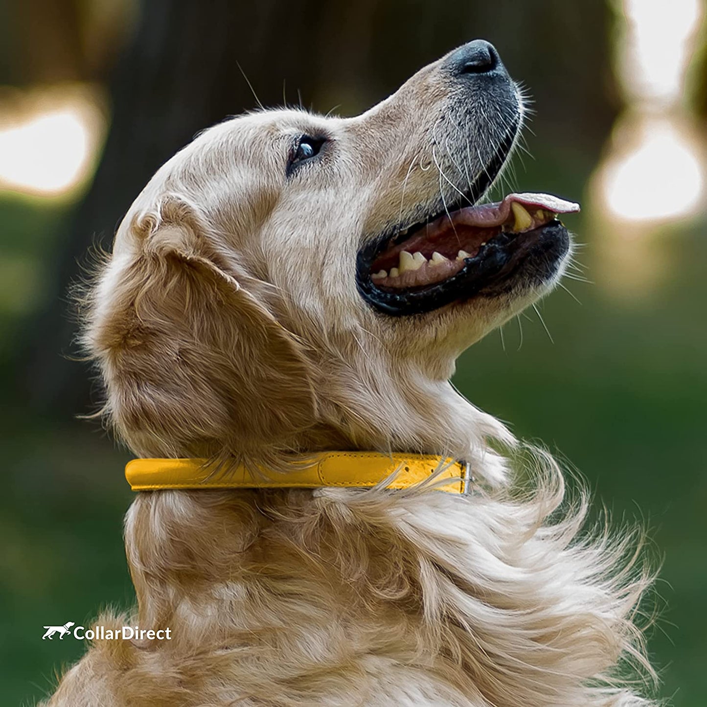 collardirect rolled leather dog collar-green rolled leather dog collar-collar direct dog collar