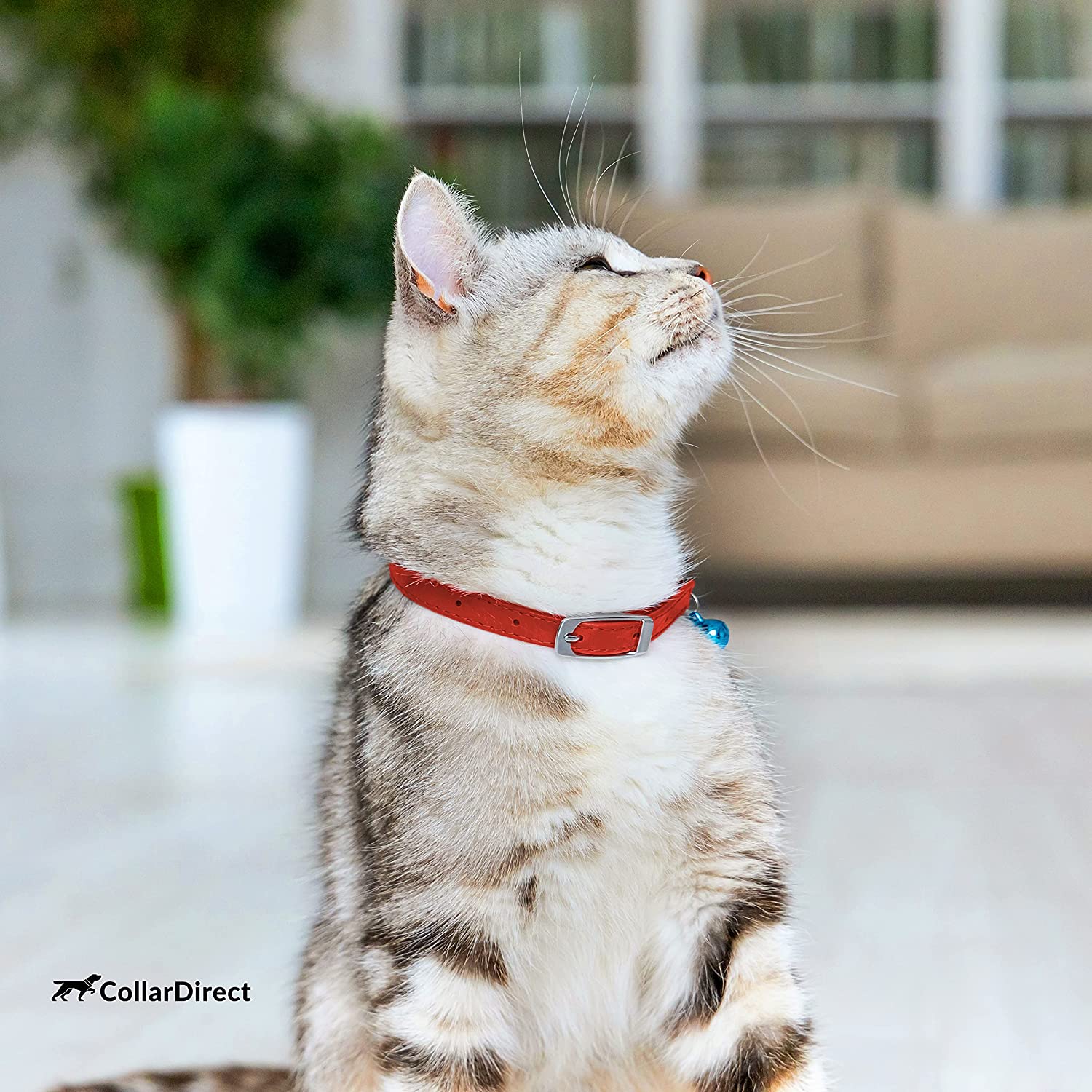 Leather Cat Collar Safety Kitten Collar Elastic Strap Bell – CollarDirect