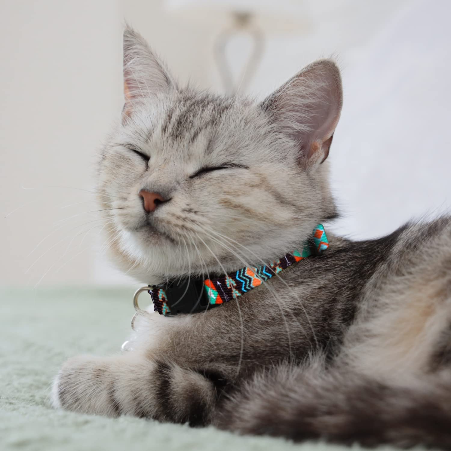 Fancy on sale cat collar