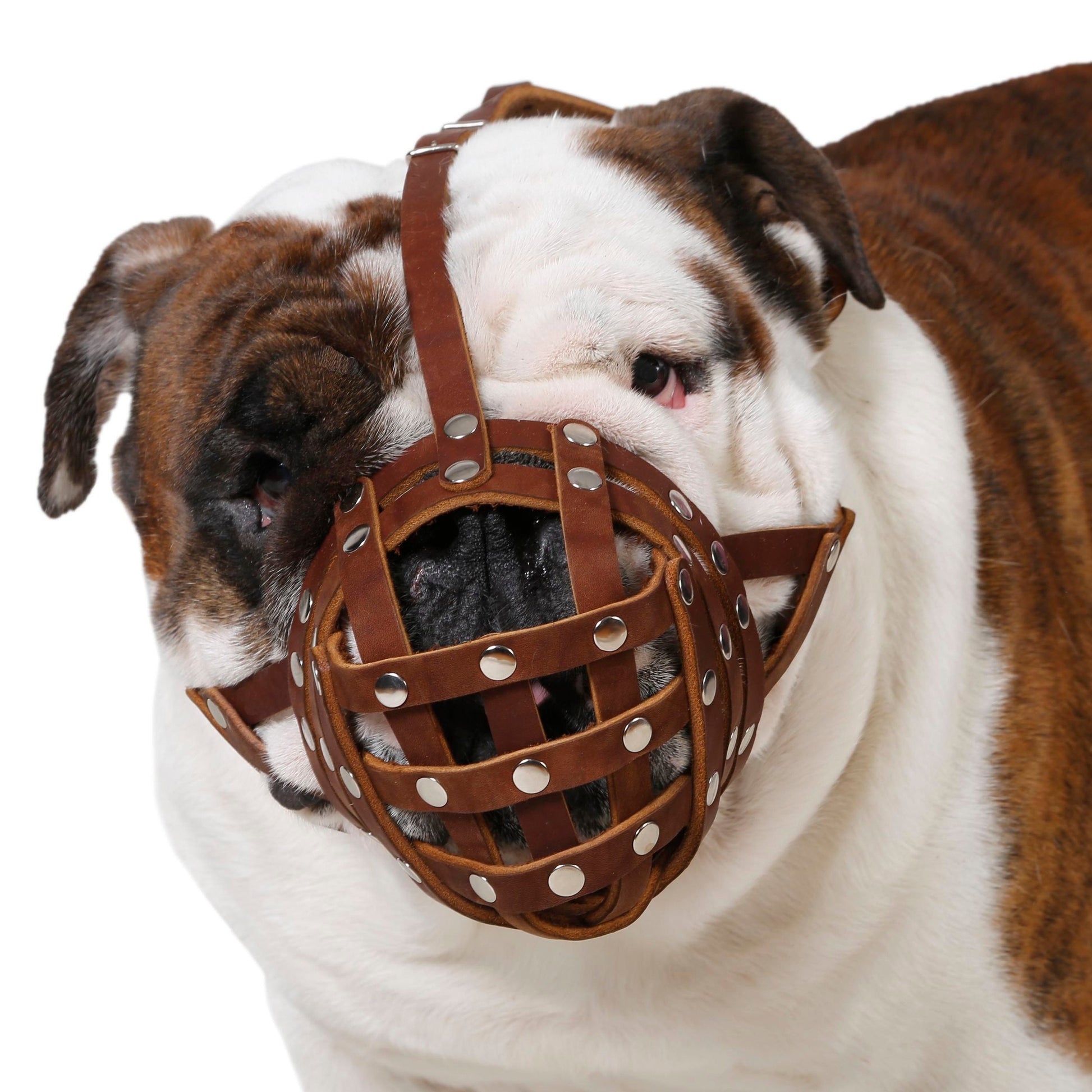 bulldog muzzle-english bulldog muzzle-muzzle for english bulldog-muzzle for english bulldogs-muzzle for american bully