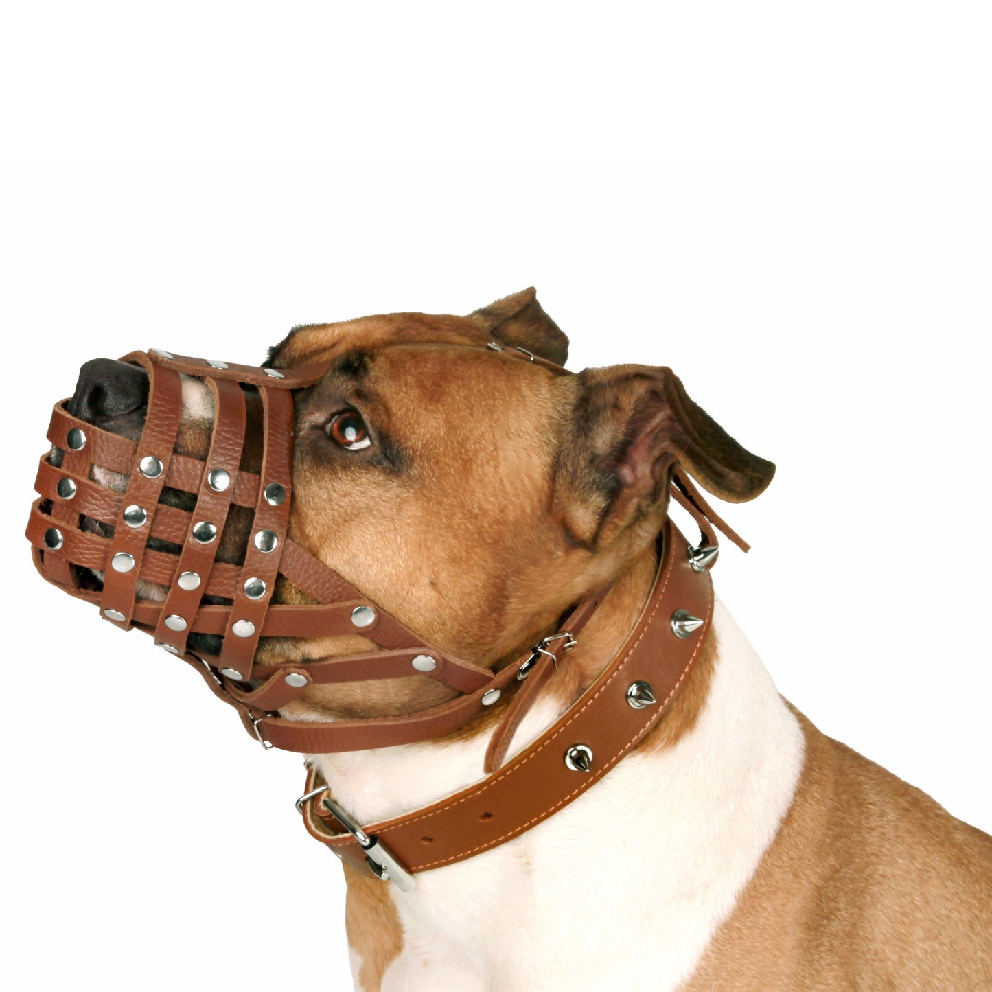 Panier sécurisé en cuir Dog Am Staff Staffordshire Terrier Pit Bull Muselière