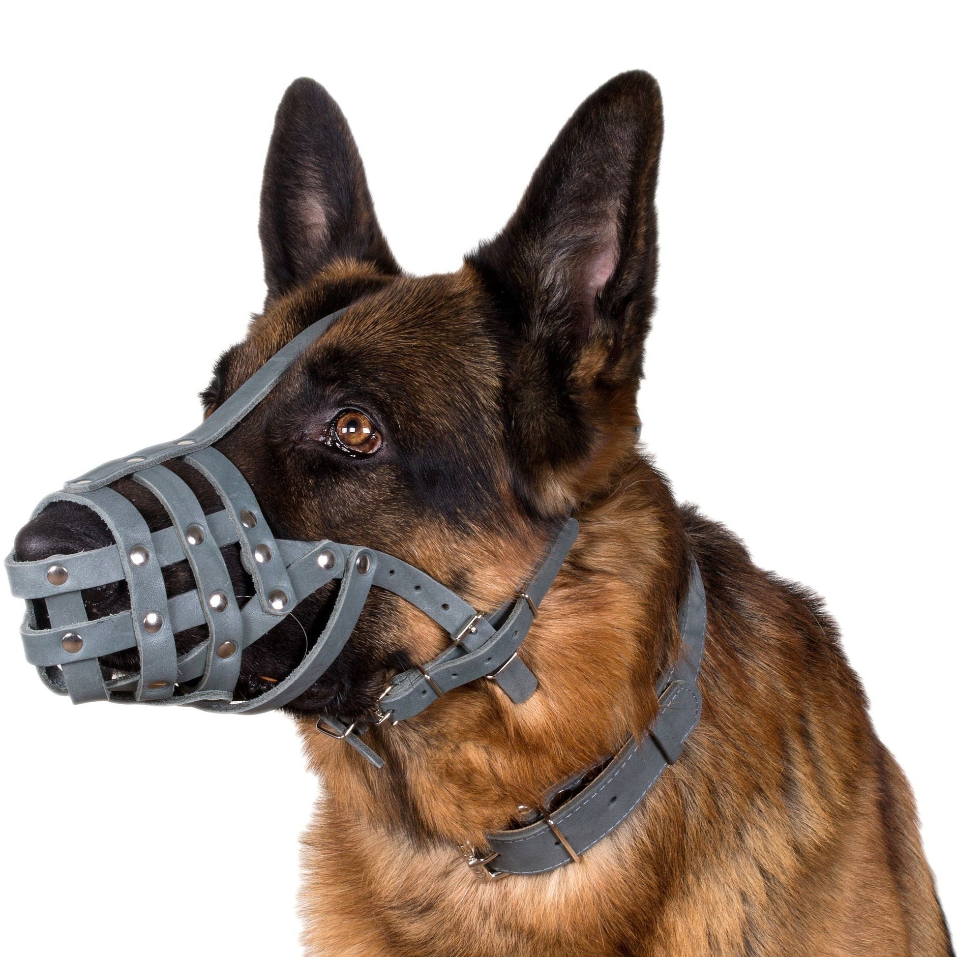 Panier en cuir véritable sécurisé pour chien de berger allemand