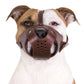Muselière en cuir pour chien Pit Bull Staffordshire Terrier Panier sécurisé AmStaff